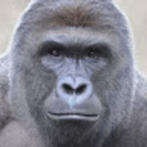 Meet your Posher, Svea